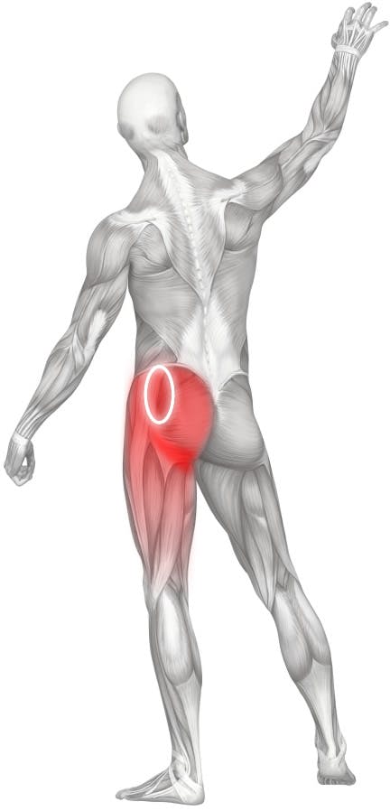 Gluteus Medius